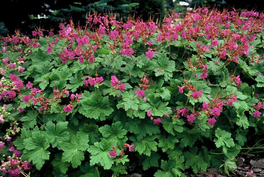 12x Geranium macr. 'Czakor' - ↕10-25cm - Ø9cm