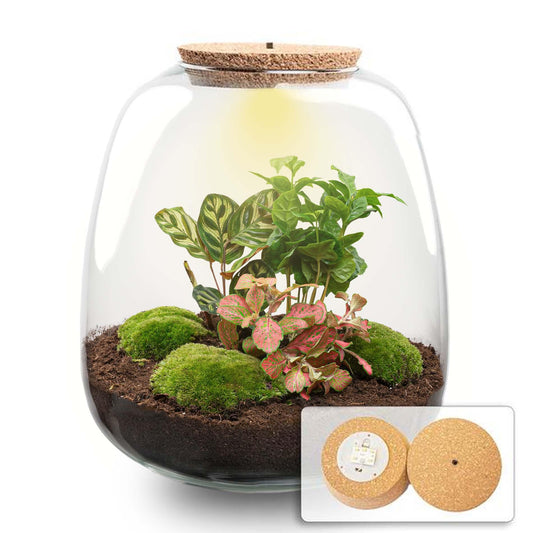 Plant terrarium - Emma - DIY kit - ↑ 25 cm - Ø 23 cm - Coffea Red + LED