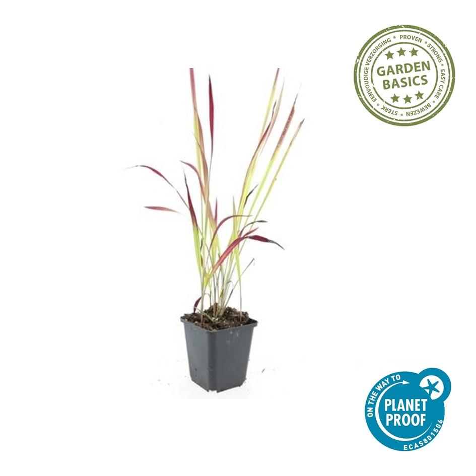 12x Imperata cylindrica 'Red Baron' - ↕10-25cm - Ø9cm