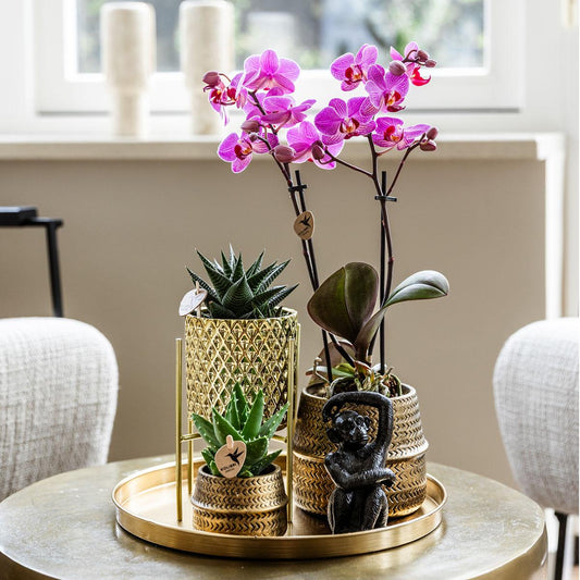 Plantenset met paarse Phalaenopsis Orchidee en Succulenten incl. keramieken sierpotten