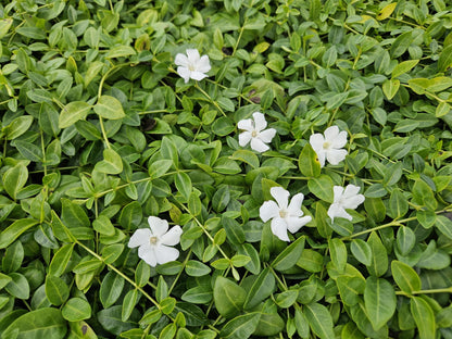 12x Vinca minor 'Gertrude Jekyll' - ↕10-25cm - Ø9cm