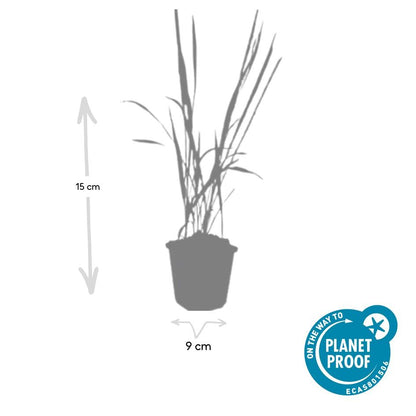 12x Imperata cylindrica 'Red Baron' - ↕10-25cm - Ø9cm