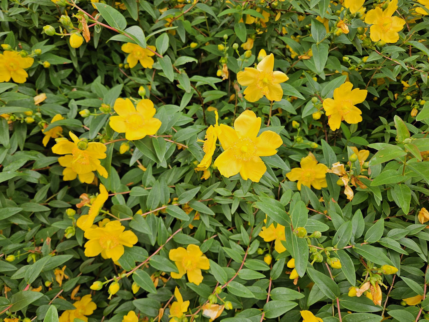 12x Hypericum dummeri 'Peter Dummer' - ↕10-25cm - Ø9cm