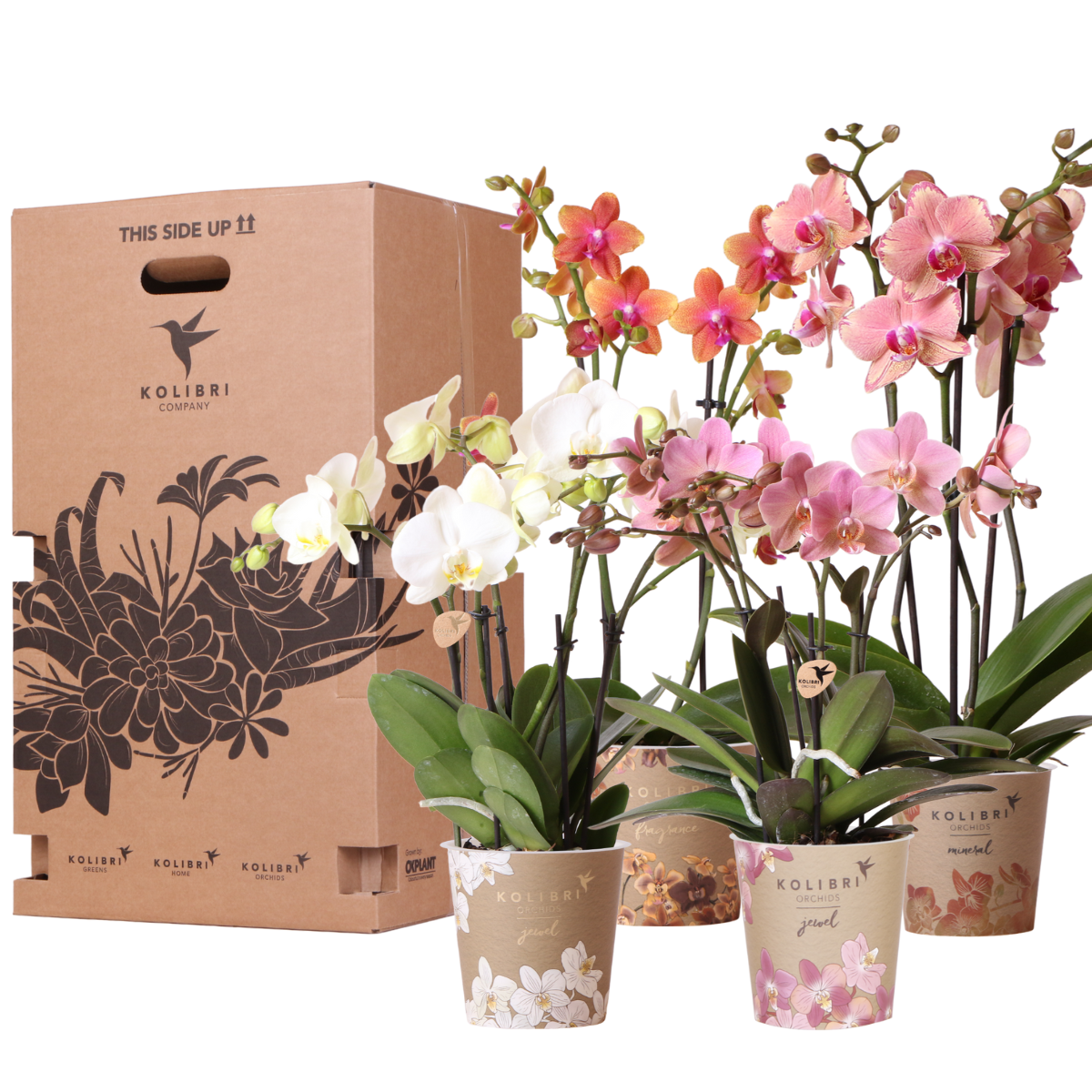 Surprise box mix - planten voordeel box - verrassingsbox met 4 verschillende orchideeën 12cm