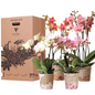 Surprise box mix - planten voordeel box - verrassingsbox met 4 verschillende orchideeën 12cm