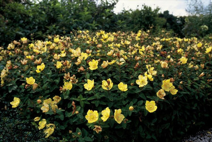 12x Hypericum dummeri 'Peter Dummer' - ↕10-25cm - Ø9cm