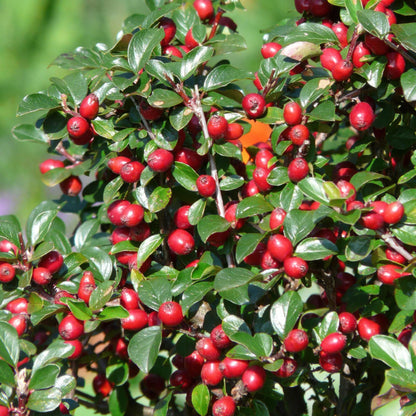 12x Cotoneaster dam. 'Major' - ↕25cm - Ø9cm