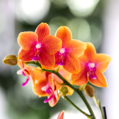 COMBI DEAL van 2 geurende oranje Phalaenopsis orchideeën