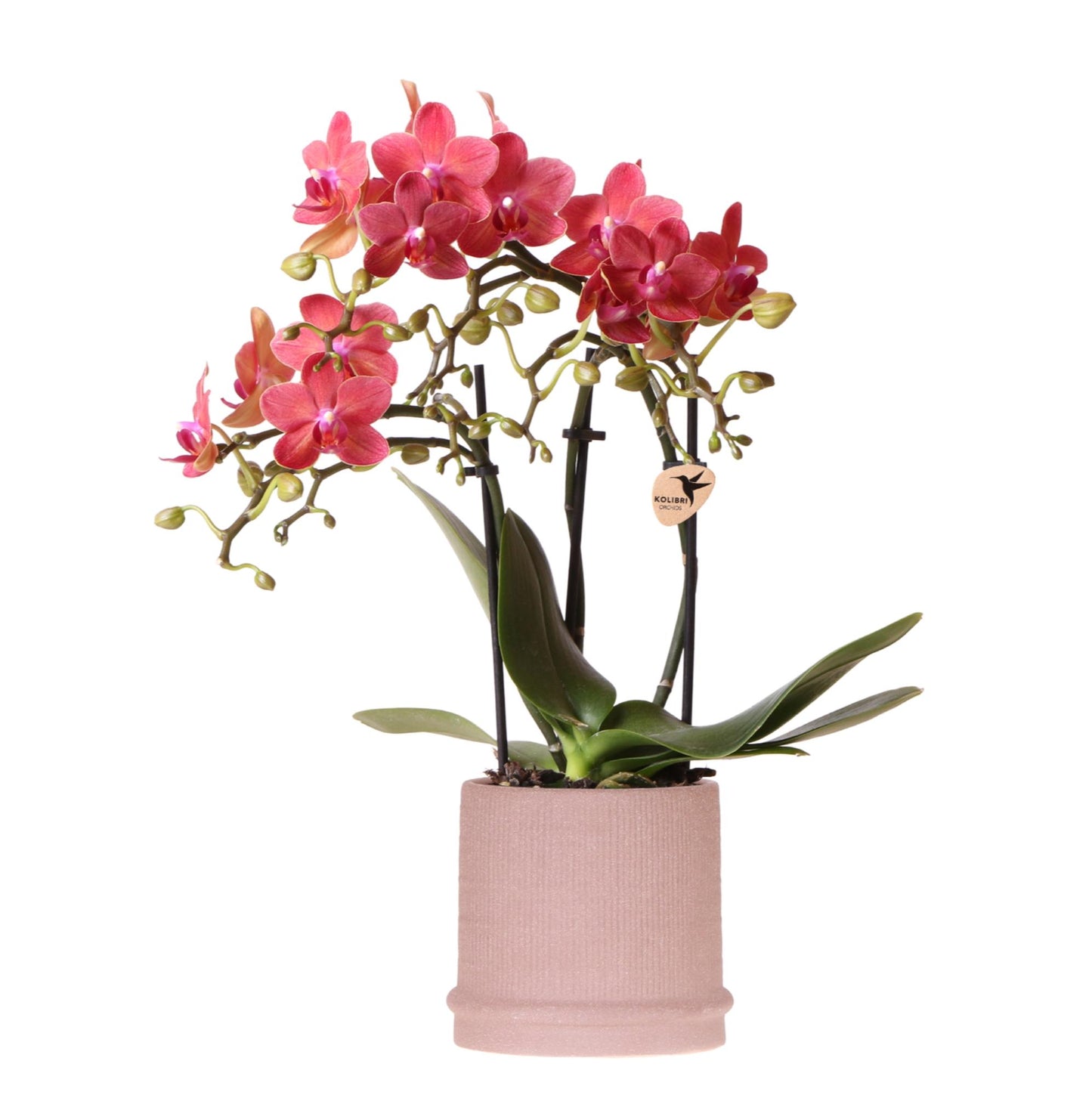 Rode orchidee Congo + Bali sierpot sand - potmaat Ø9cm