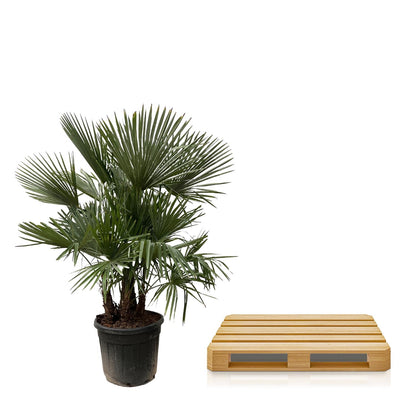 Trachycarpus multi stam - 230cm- Ø50