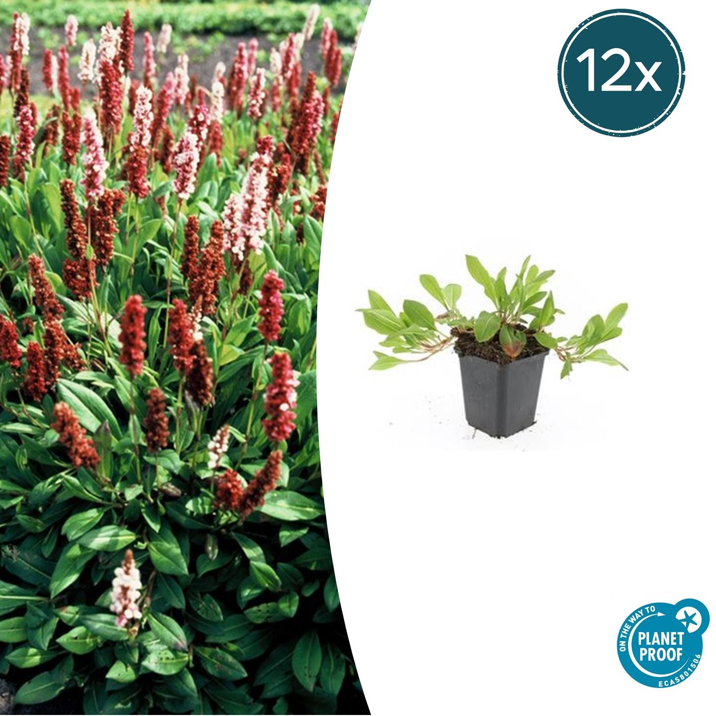 12x Persicaria aff. 'Darjeeling Red' - ↕10-25cm - Ø9cm