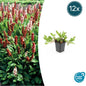 12x Persicaria aff. 'Darjeeling Red' - ↕10-25cm - Ø9cm