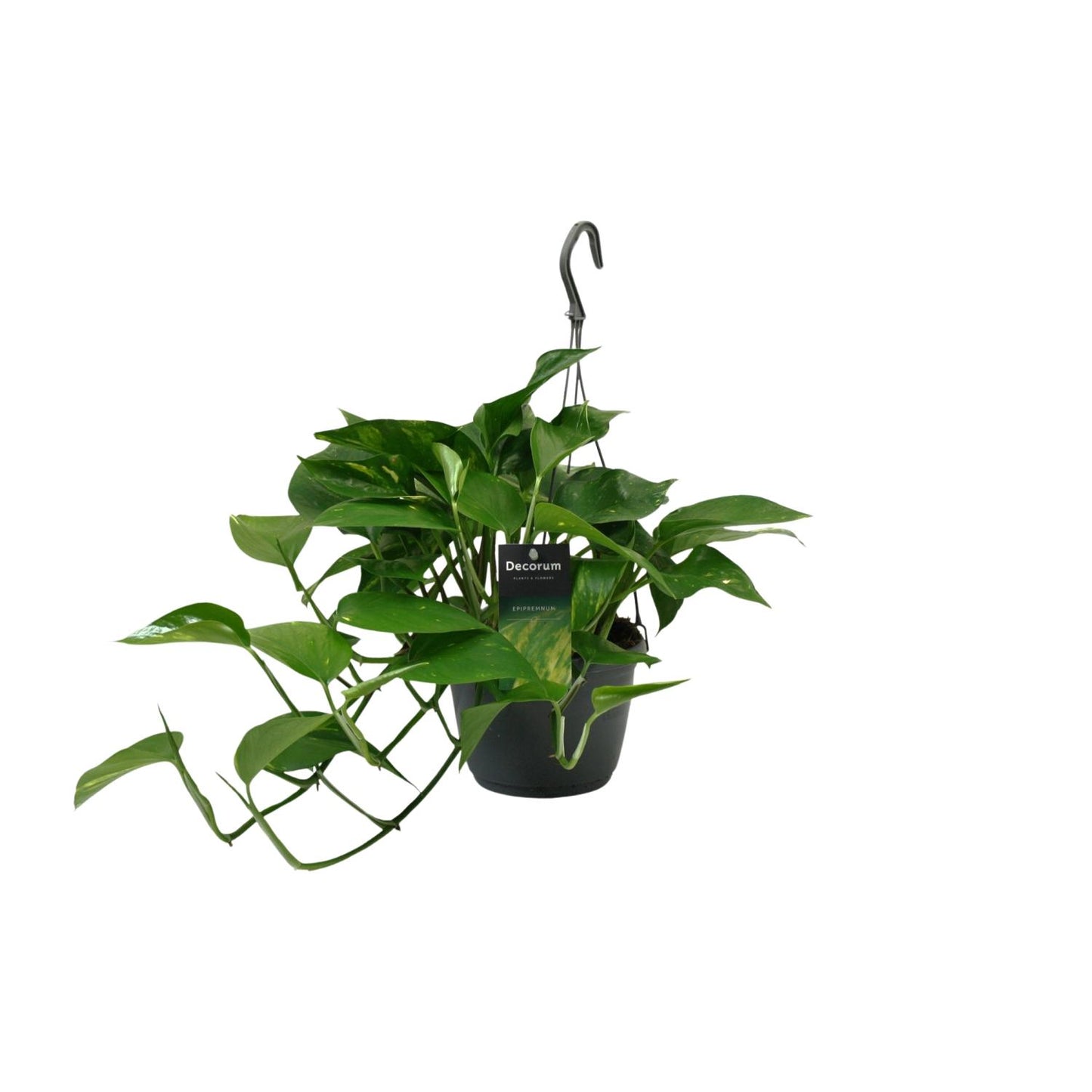 Scindapsus (Epipremnum) - Ø15cm - ↕45cm