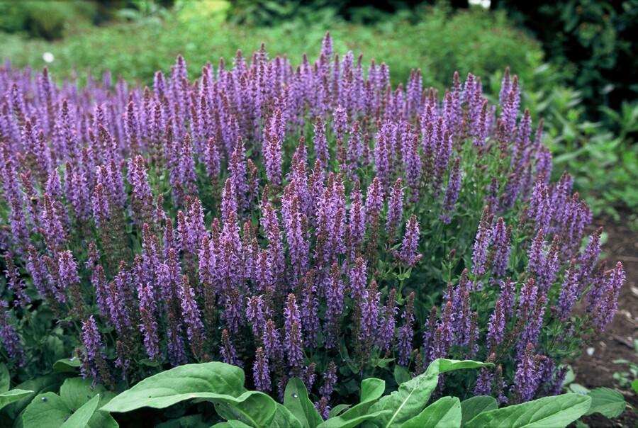 12x Salvia nem. 'Caradonna' - ↕10-25cm - Ø9cm