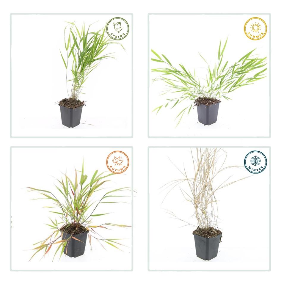 12x Hakonechloa macra - ↕10-25cm - Ø9cm