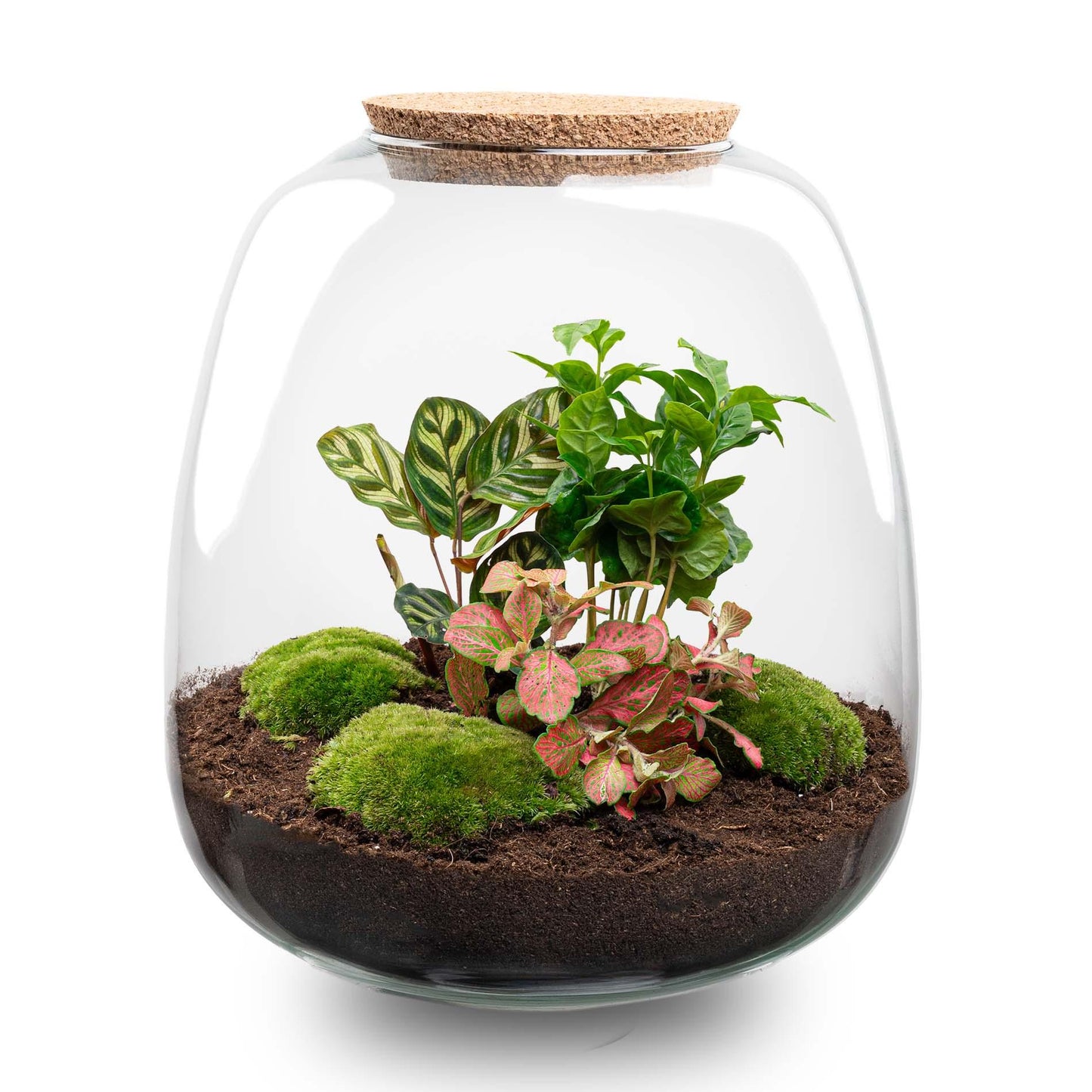 Plant terrarium - Emma - DIY kit - ↑ 25 cm - Ø 23 cm - Coffea Red + LED