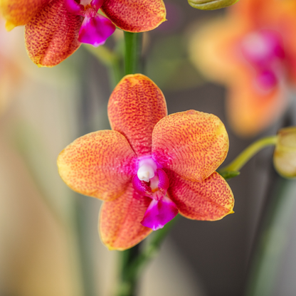 COMBI DEAL van 2 geurende oranje Phalaenopsis orchideeën