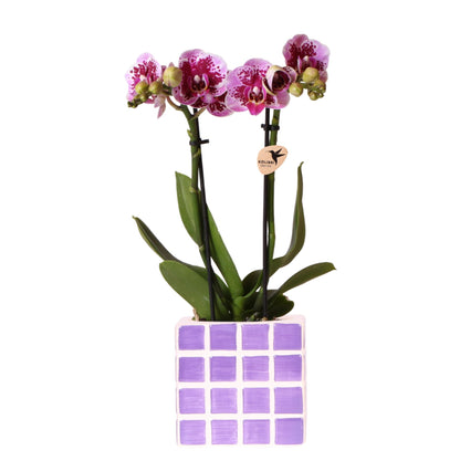 Paarse phalaenopsis orchidee El Salvador + Mosa sierpot lila - potmaat Ø9cm