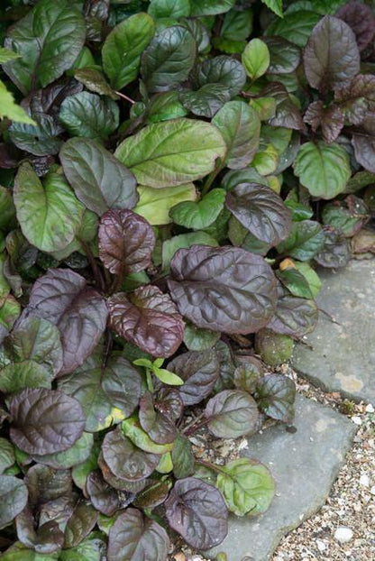 12x Ajuga reptans 'Catlin's Giant' - ↕10-25cm - Ø9cm