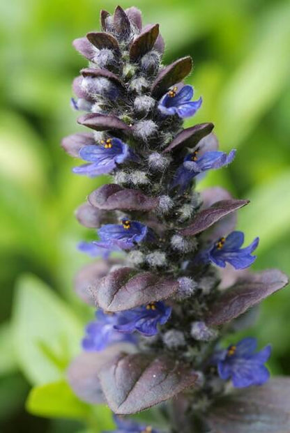 12x Ajuga reptans 'Catlin's Giant' - ↕10-25cm - Ø9cm