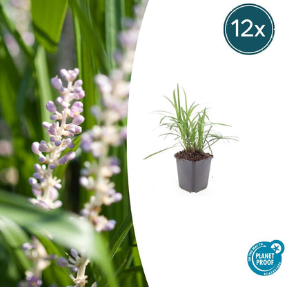 12x Liriope muscari 'Moneymaker' - ↕10-25cm - Ø9cm