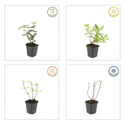 12x Hypericum inodorum - ↕10-25cm - Ø9cm