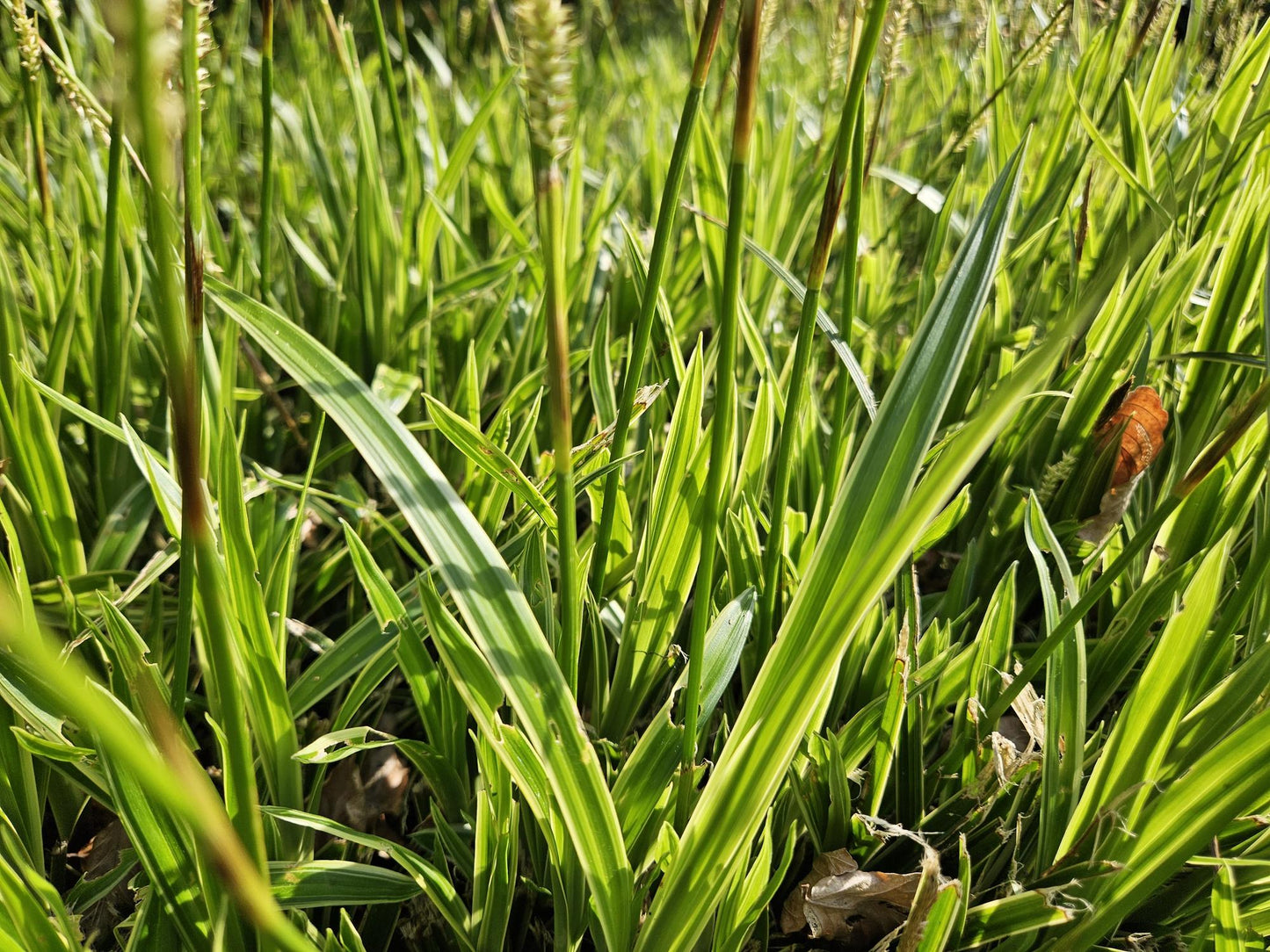 12x Carex morrowii 'Aureovariegata'  - ↕10-25cm - Ø9cm