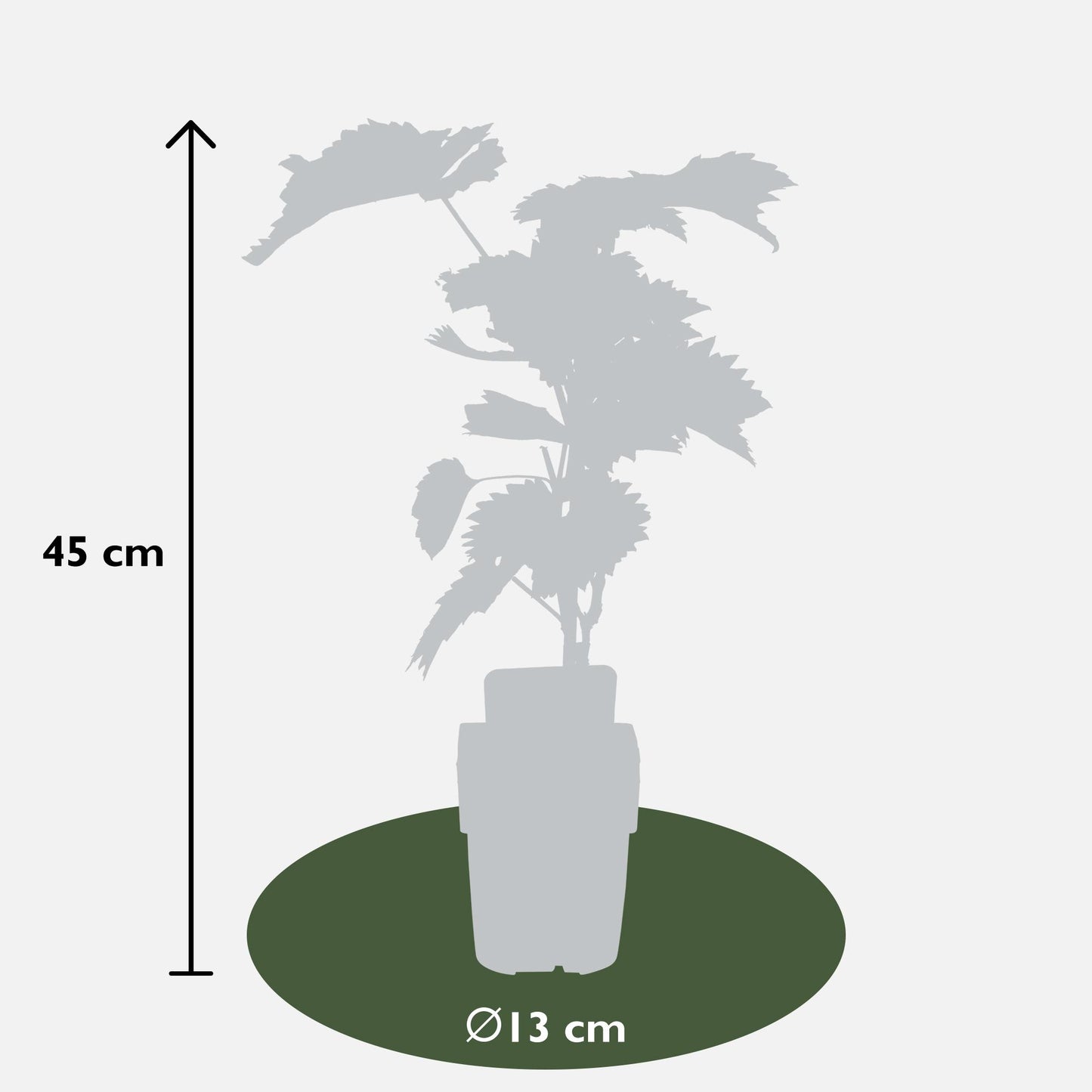 Vitis vinifera 'Boskoop Glory' - Blauwe druif - Ø13cm - ↕45cm