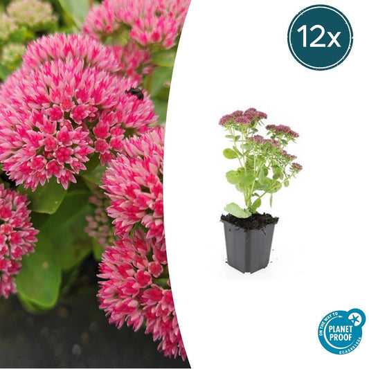 12x Sedum 'Herbstfreude' - ↕10-25cm - Ø9cm