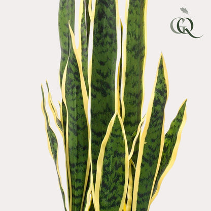 Kunstplant - Sanseveria Trifasciata - Vrouwentong - 97 cm