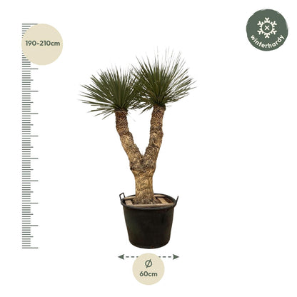 Yucca Rostrata Hidra - 200 cm - ø60