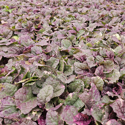 12x Ajuga reptans 'Burgundy Glow' - ↕10-25cm - Ø9cm