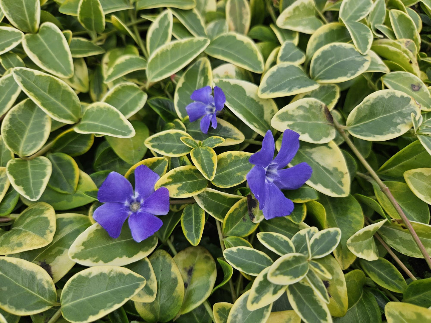 12x Vinca minor 'Aureovariegata' - ↕10-25cm - Ø9cm