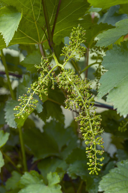 Vitis vinifera 'Johanniter' - Witte Druif - Ø13cm - ↕45cm