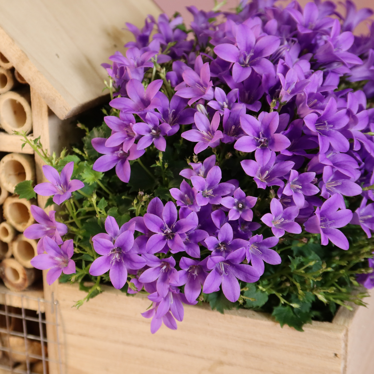 Campanula Addenda Intense Purple in insecten hotel pot - potmaat 12cm - vaste plant - winterhard