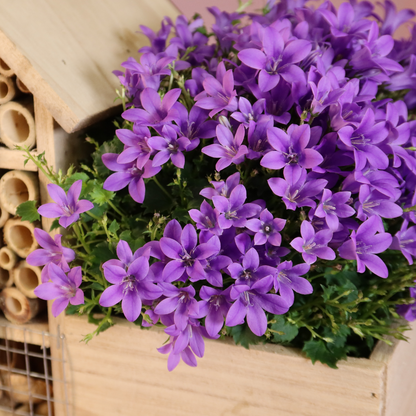 Campanula Addenda Intense Purple in insecten hotel pot - potmaat 12cm - vaste plant - winterhard