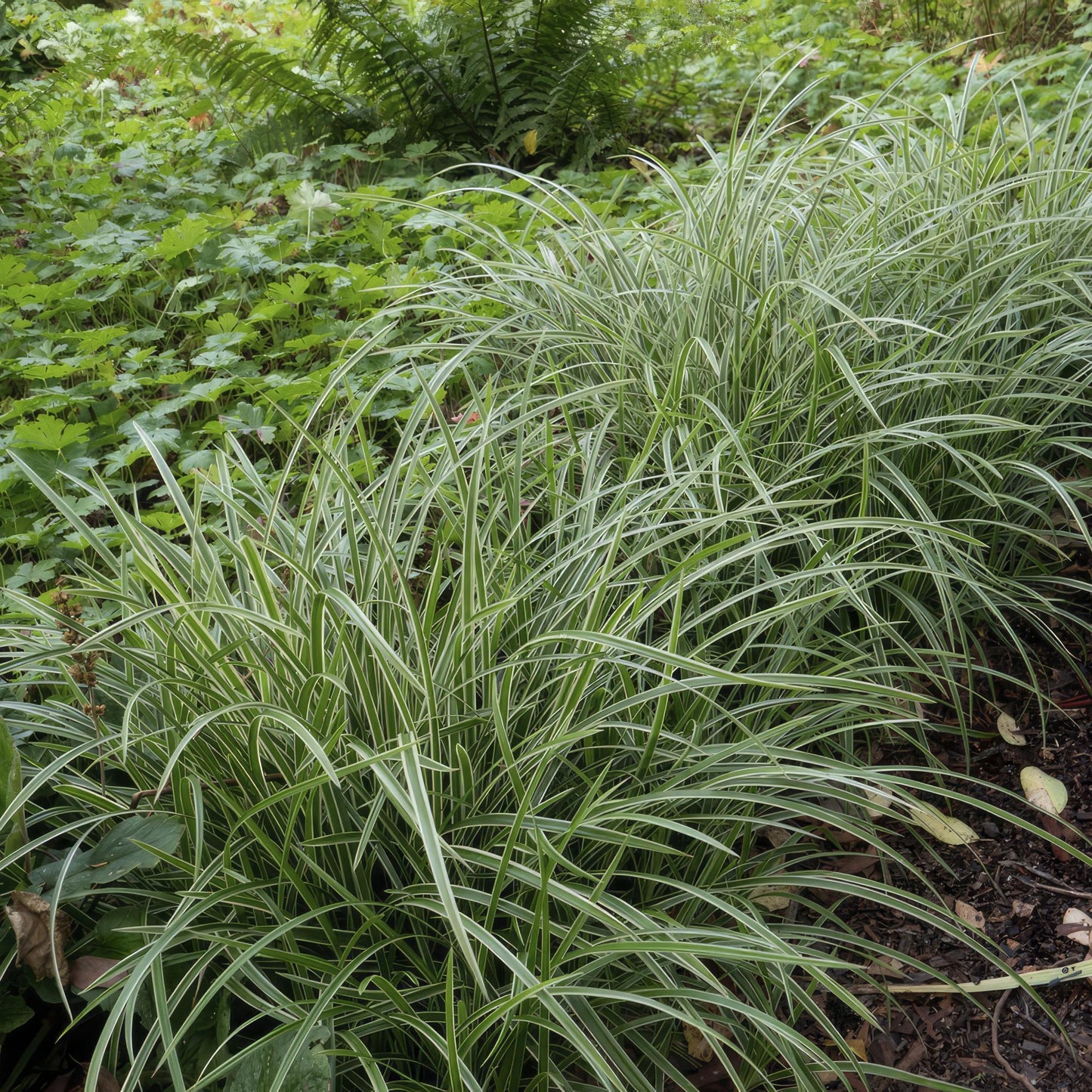 12x Carex morrowii 'Ice Dance' - ↕10-25cm - Ø9cm