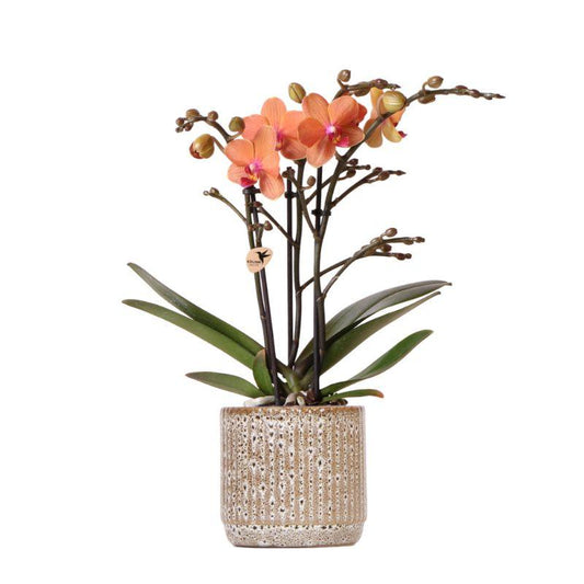 Oranje Phalaenopsis orchidee - Mineral Bolzano + Jaguar pot