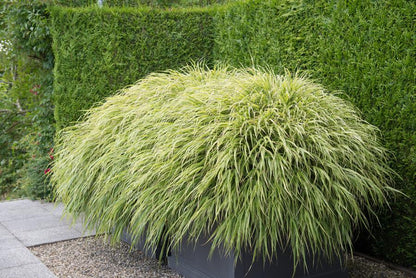 12x Hakonechloa macra - ↕10-25cm - Ø9cm