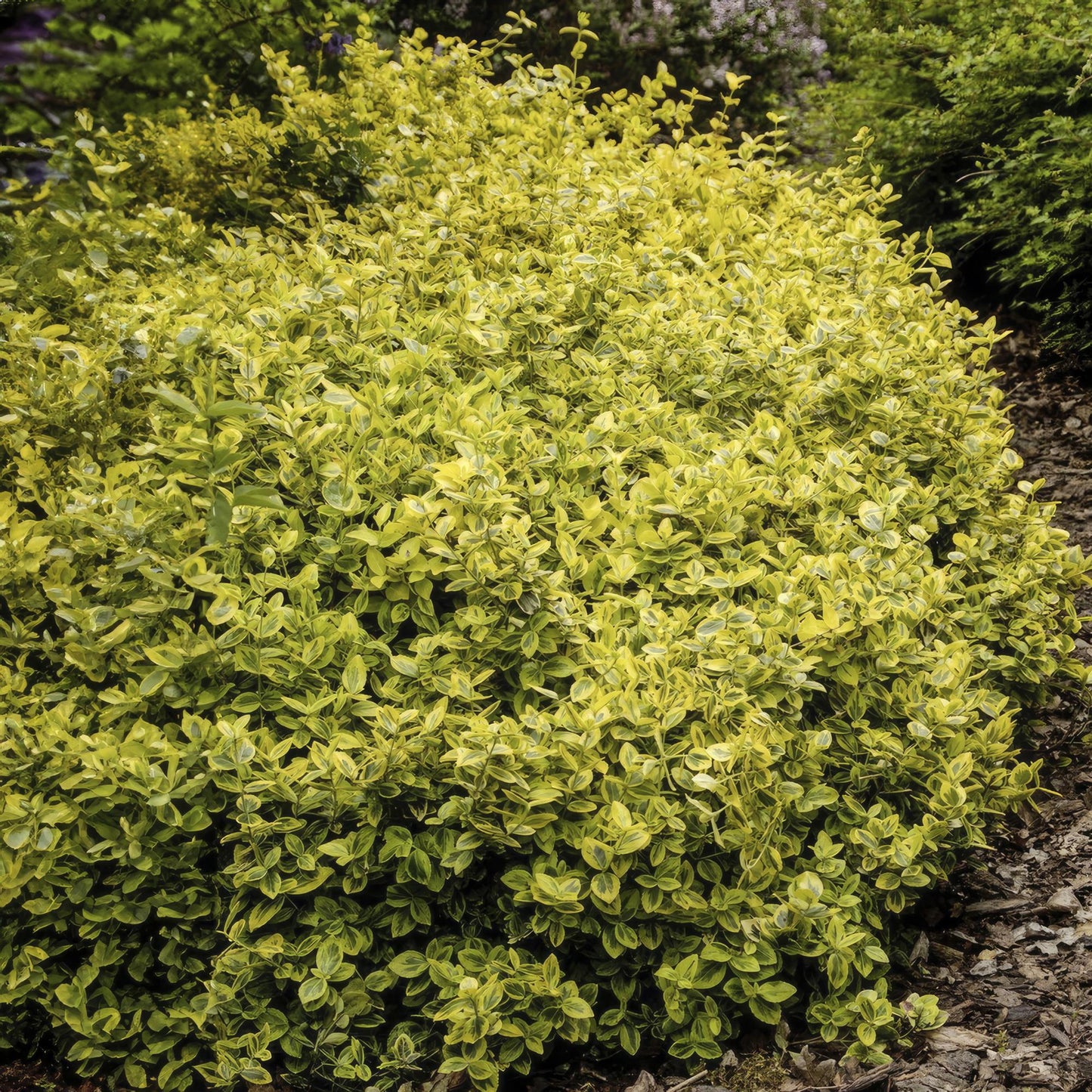 12x Euonymus fort. 'Emerald 'n Gold’ - ↕10-25cm - Ø9cm