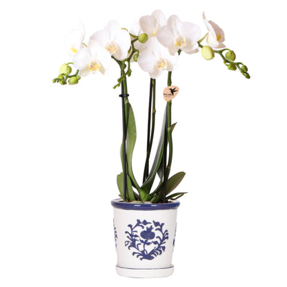 Witte orchidee Amabilis + Malaga sierpot blauw - potmaat Ø9cm