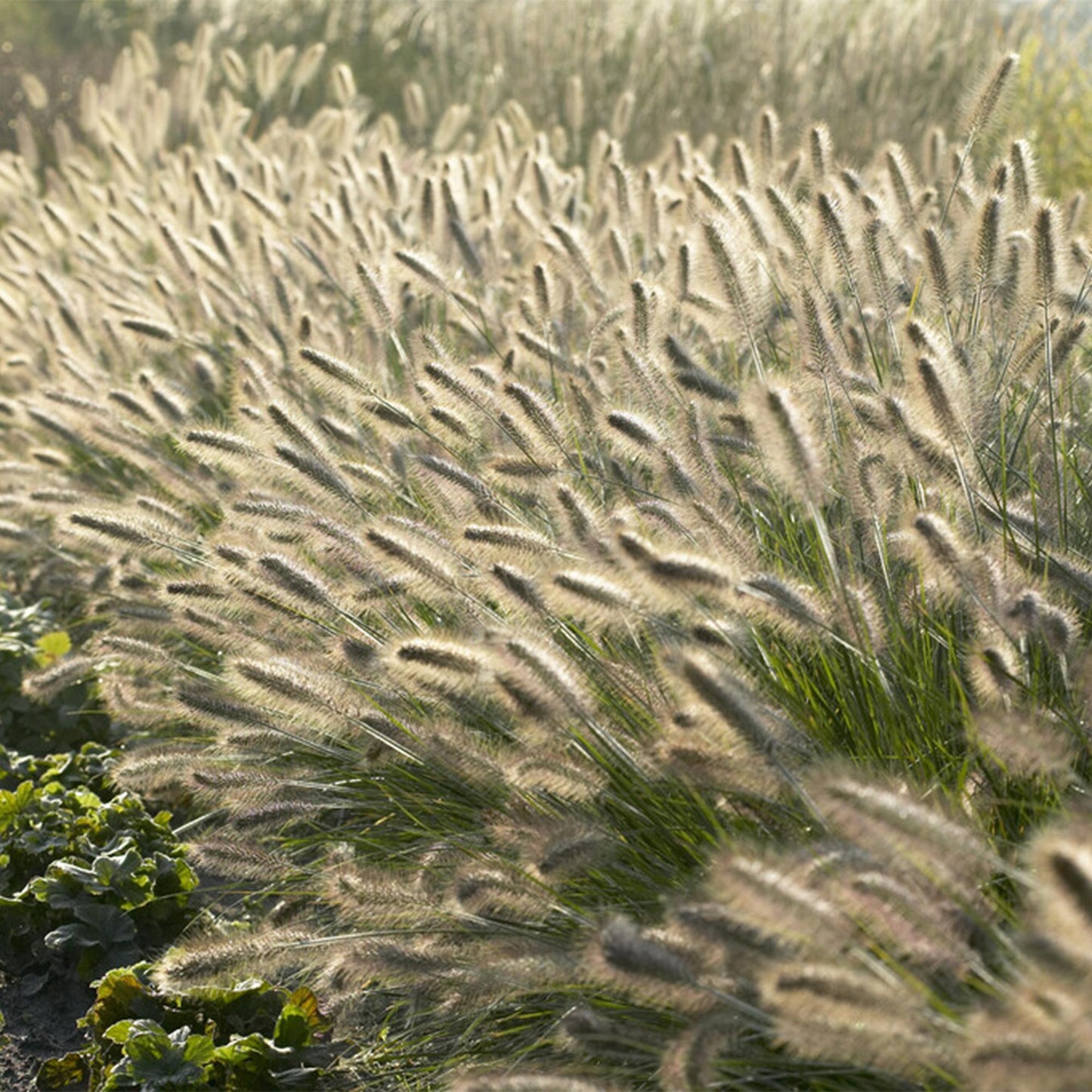 12x Pennisetum alopecuroides 'Hameln' - ↕10-25cm - Ø9cm