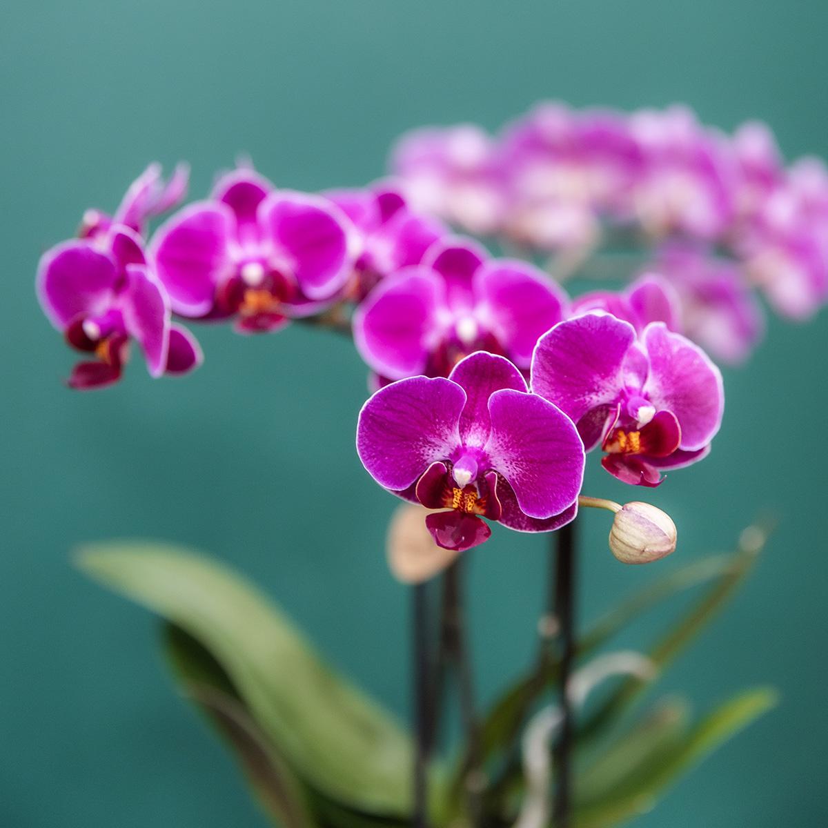 COMBI DEAL van 4 paarse phalaenopsis orchideeën - Morelia