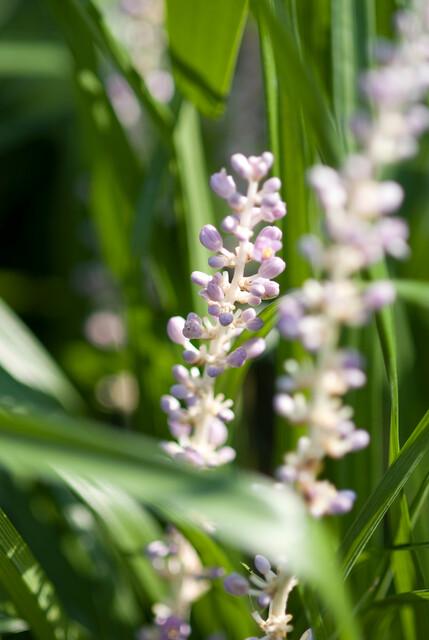 12x Liriope muscari 'Moneymaker' - ↕10-25cm - Ø9cm