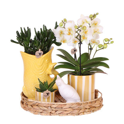 Plantenset met witte Phalaenopsis Orchidee Lausanne en Succulenten incl. keramieken sierpotten