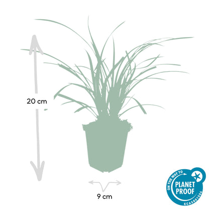 12x Carex morrowii 'Ice Dance' - ↕10-25cm - Ø9cm