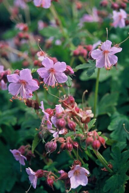 12x Geranium macr. 'Ingwersen's Var.' - ↕10-25cm - Ø9cm