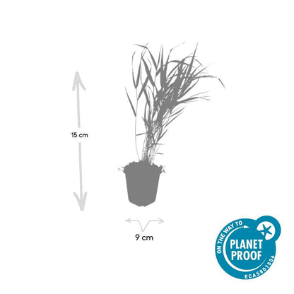 12x Hakonechloa macra - ↕10-25cm - Ø9cm