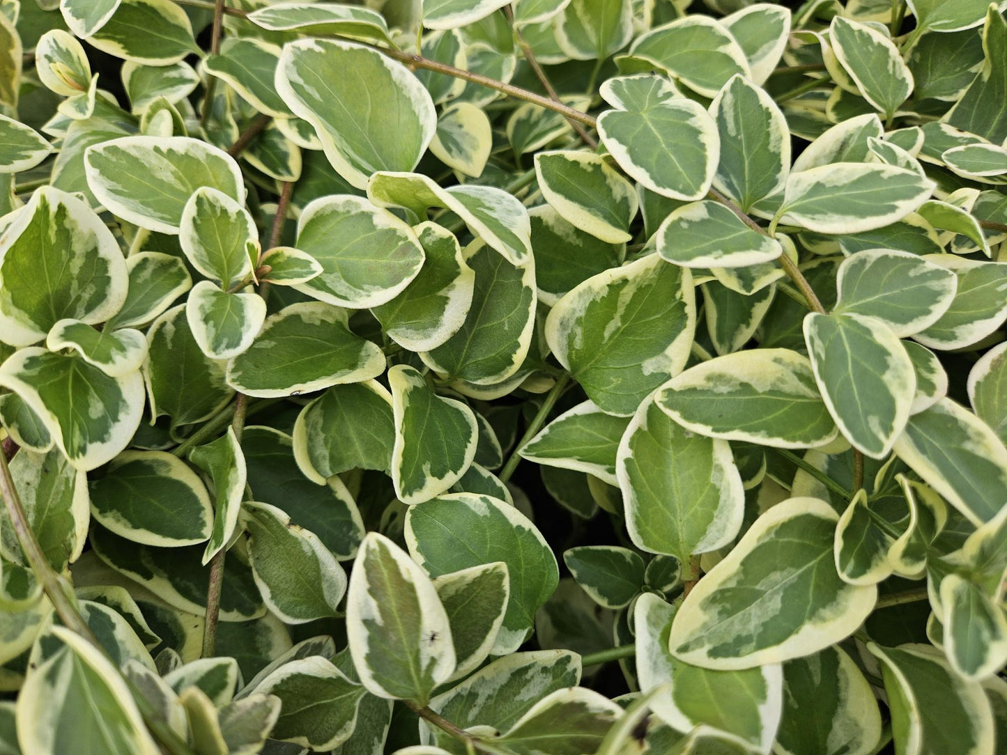 12x Vinca major 'Variegata' - ↕10-25cm - Ø9cm