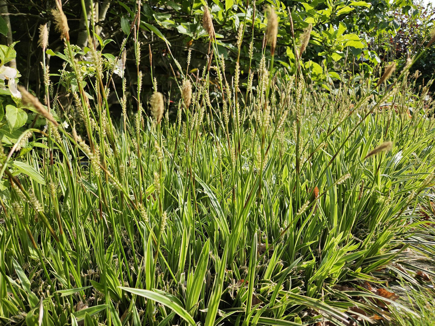 12x Carex morrowii 'Aureovariegata'  - ↕10-25cm - Ø9cm